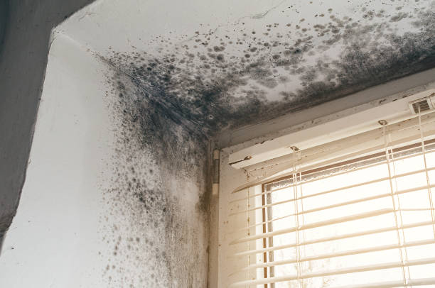 Affordable Mold Inspection And Testing solutions in Garden City, MI